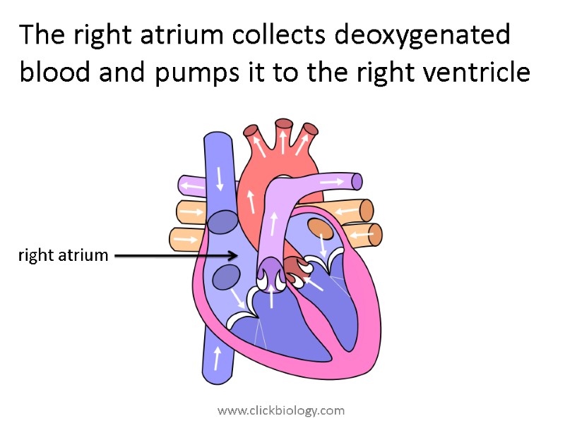 The right atrium collects deoxygenated blood and pumps it to the right ventricle right